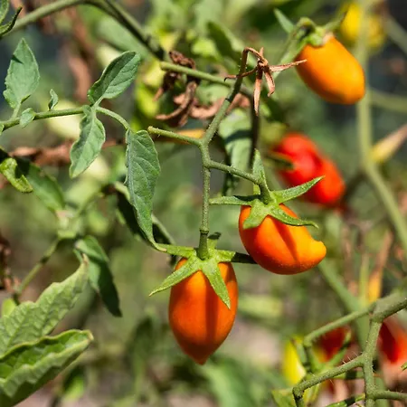 Ab Living Santorini *