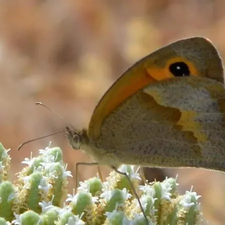 Βίλα Ab Living Santorini Εμπορειό