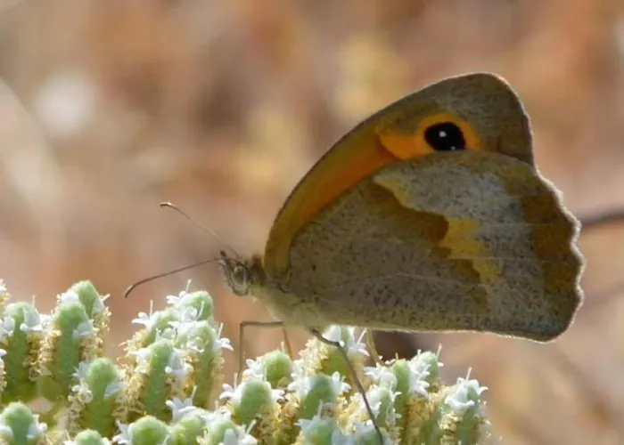 Villa Ab Living Santorini Emporio (Santorini)