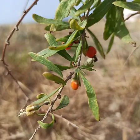 Villa Ab Living Santorini Emporio (Santorini)