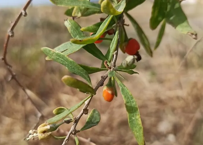 Βίλα Ab Living Santorini Εμπορειό