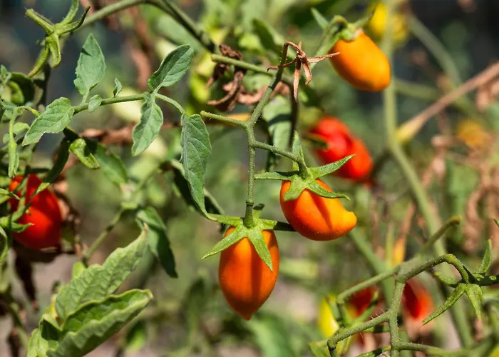 Ab Living Santorini *